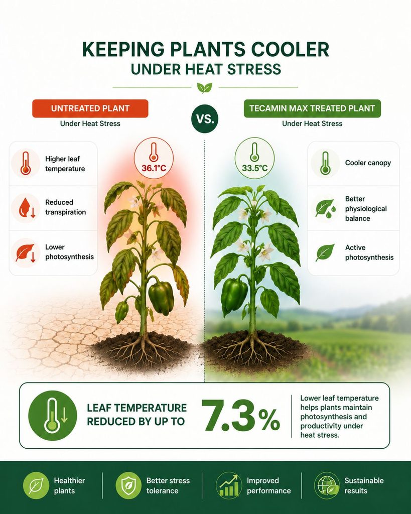 how keeping plants cooler under heat stress