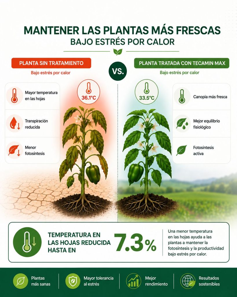 por qué mantener las plantas más frescas baja el estrés de las mismas